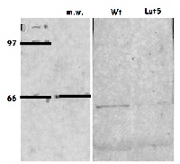 LUT5 | beta-carotene hydroxylase in the group Antibodies Plant/Algal / Photosynthesis / Carotenoid metabolism at Agrisera AB (Antibodies for research) (AS15 3085)